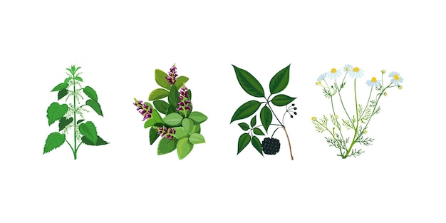 Hand Drawn Set of Healing Herbs Botanical Medicinal Plants Illustration