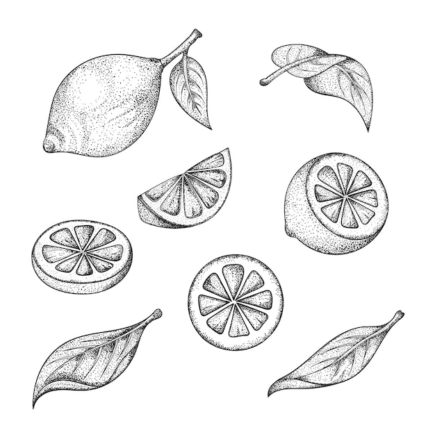 Vector hand drawn  set of lemon fruits and leaves.