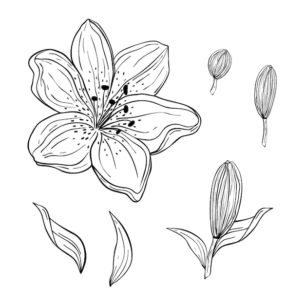 Vector hand drawn set of lilies flower, leaves isolated on white background. decorative vector doodle sketch illustration. floral line art concept