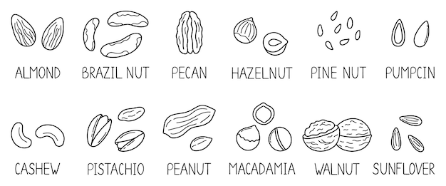 Insieme disegnato a mano di noci e semi doodle con titoli mandorla nocciola pistacchio macadamia anacardi noce in stile schizzo