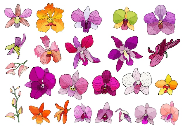 Vector hand drawn set of orchid flowers.