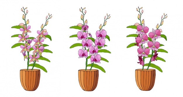 Vettore insieme disegnato a mano di orchidee in vasi da fiori.