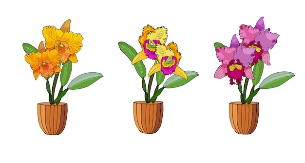 Insieme disegnato a mano di orchidee in vasi da fiori.