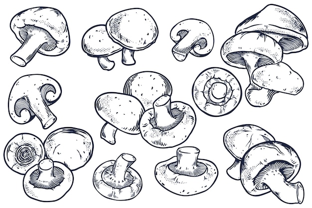 Hand drawn set of Shitake mushroom isolated on white background