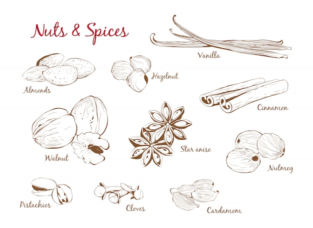 Hand drawn  set of spices and nuts in outline style. vector illustration