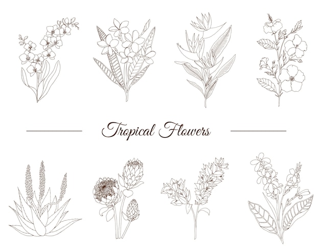 Insieme disegnato a mano di fiori tropicali