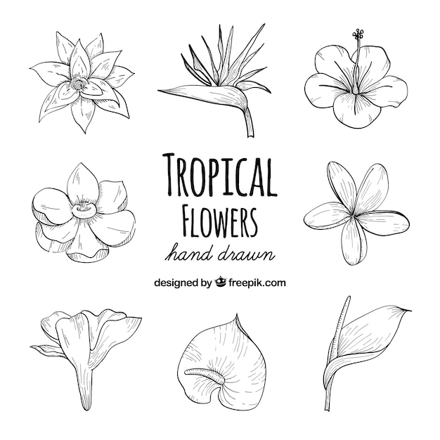 Insieme disegnato a mano di fiori tropicali