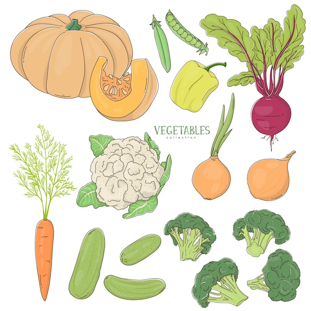 Hand-drawn set of vegetables on a white background