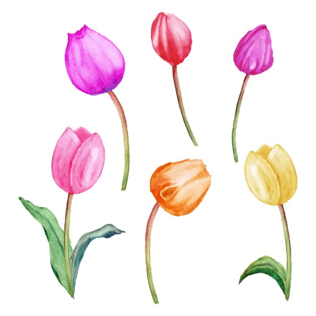 Hand drawn set of watercolor tulips