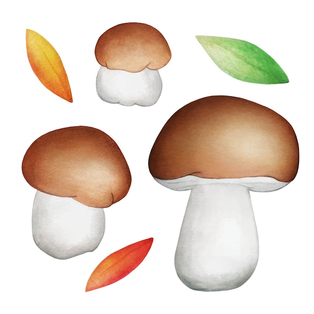 Hand drawn set of white mushrooms and leaves isolated on white background. decorative colorful autumn watercolor illustration.