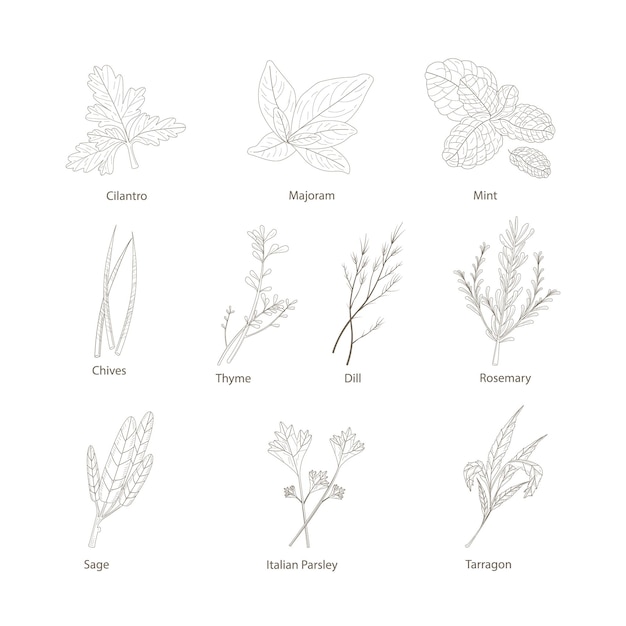 벡터 허브와 향신료와 손으로 그린 세트 디자인 요소 흰색 절연 요리 아이콘