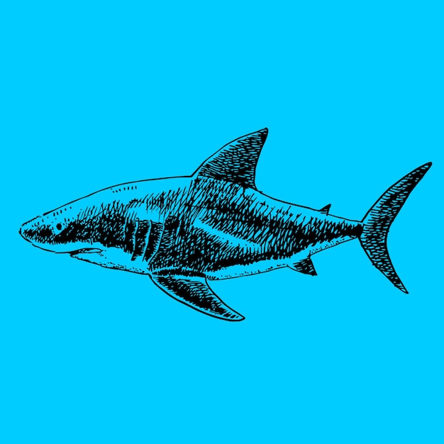 Hand drawn shark illustration isolated