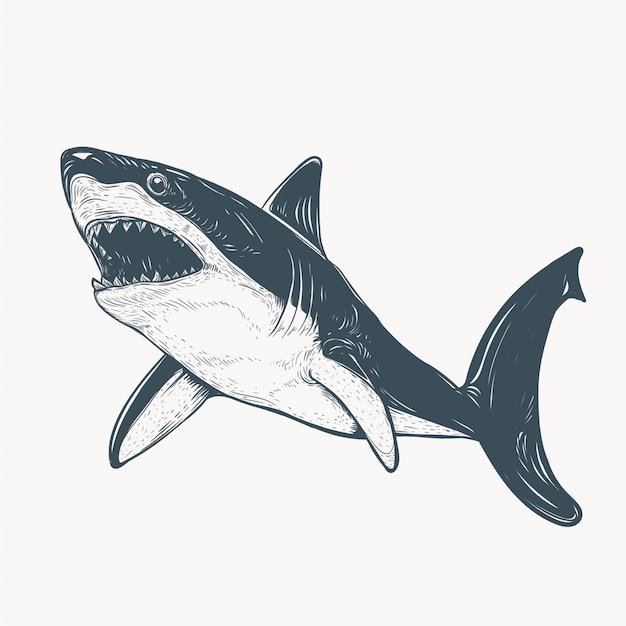 hand drawn shark illustration