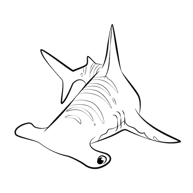 Vector hand drawn shark outline illustration