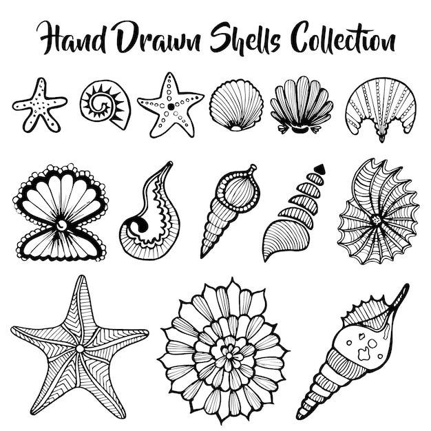 Vector hand drawn shells collection