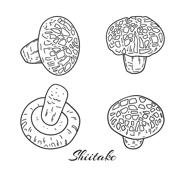 Set di funghi shiitake disegnati a mano illustrazione vettoriale di funghi medicinali su sfondo bianco