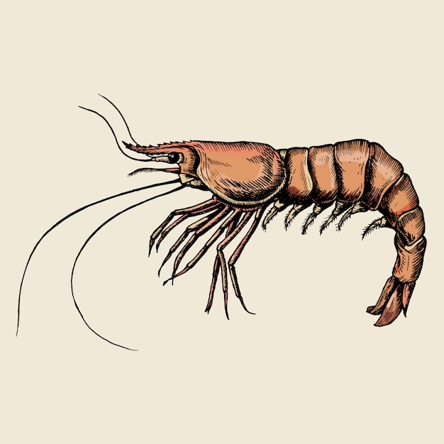 Vector hand drawn shrimp isolated