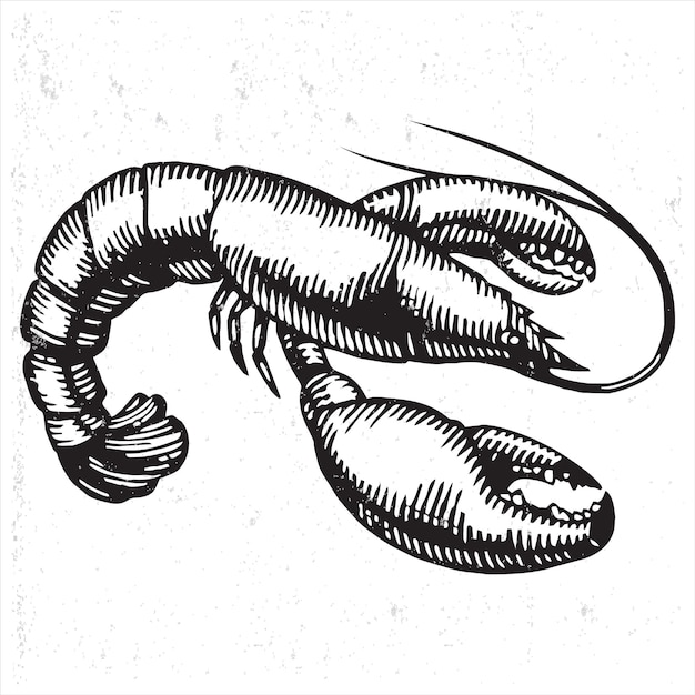 hand drawn shrimp vector