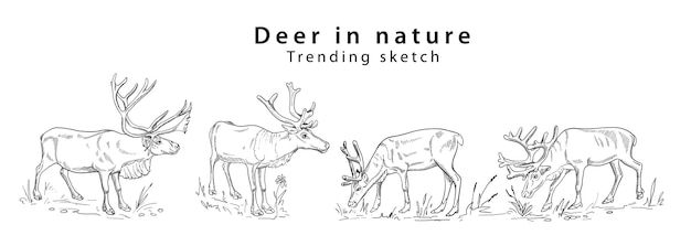 Hand drawn silhouette deer in different poses eating grass and standing in nature a trending sketch