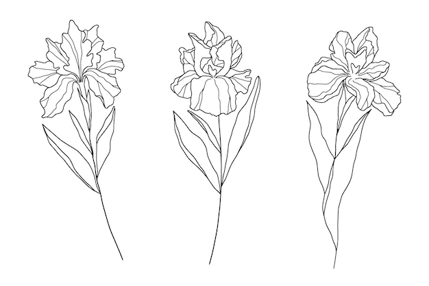 Vector hand drawn simple flower outline illustration