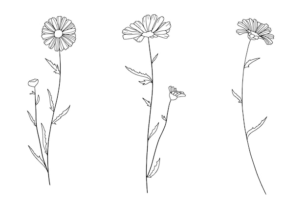 Vector hand drawn simple flower outline