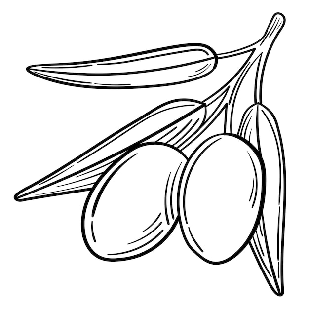 Hand drawn simple olive branch for your design