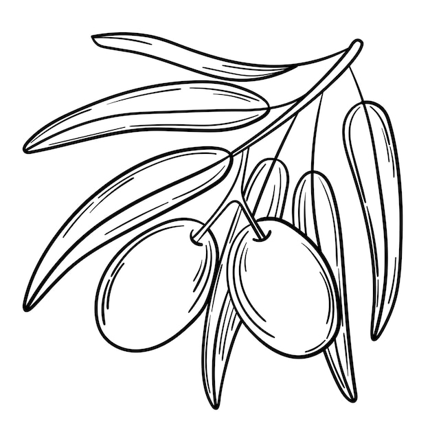 Hand drawn simple olive branch for your design