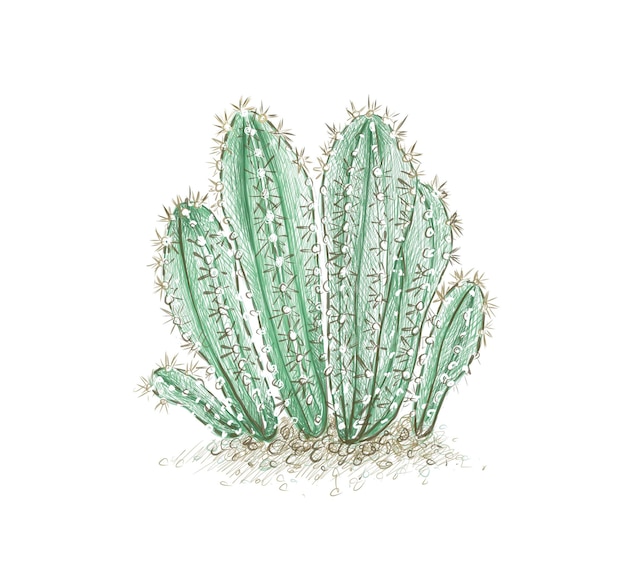 Schizzo disegnato a mano della pianta di cactus acanthocereus