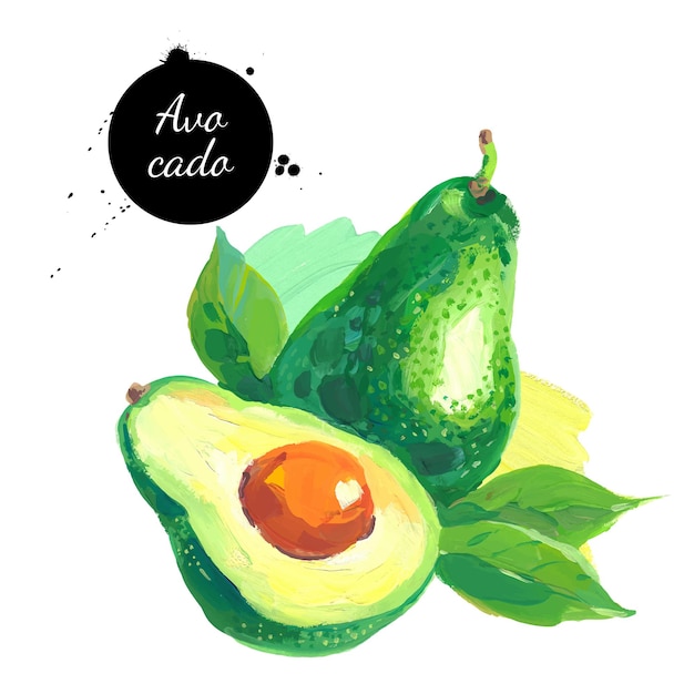 Schizzo disegnato a mano acquerello acrilico dipinto su sfondo bianco illustrazione vettoriale dell'avocado di frutta