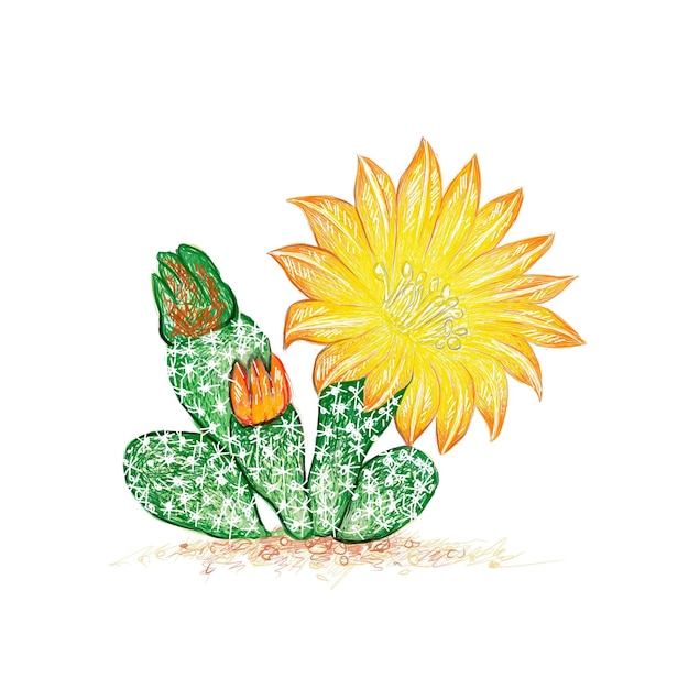 Schizzo disegnato a mano della pianta di cactus airampoa