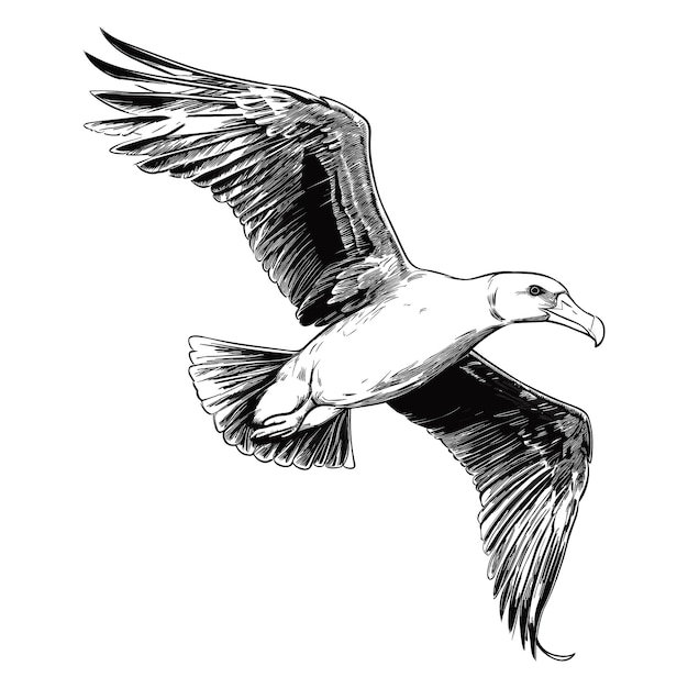 Hand Drawn Sketch Albatross Illustration