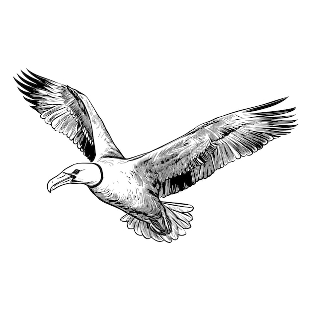 Hand Drawn Sketch Albatross Illustration