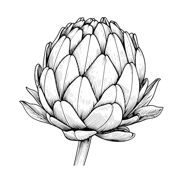 Vector hand drawn sketch artichoke illustration