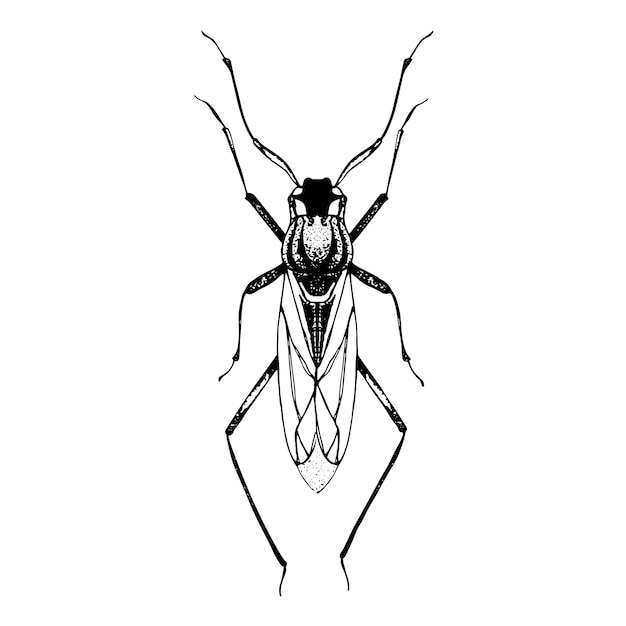 Hand drawn sketch of beetle with wings.