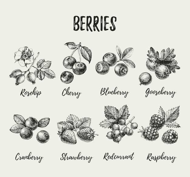 Vector hand drawn sketch berries set vector illustration of eco food