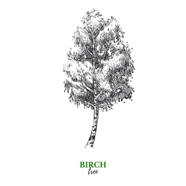 Vector hand drawn sketch birch tree illustration vector isolated vintage background