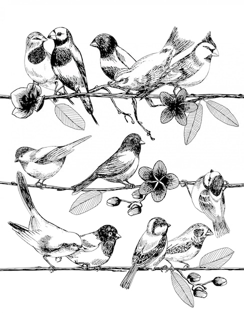Vector hand drawn sketch of birds on branches