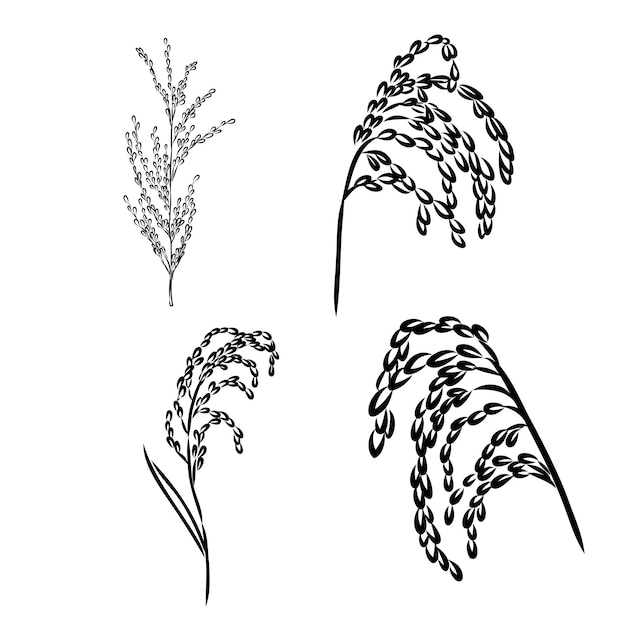 그래픽 스타일에서 쌀 이삭 잎 곡물 벡터 일러스트 요소의 손으로 그린 스케치 흑백