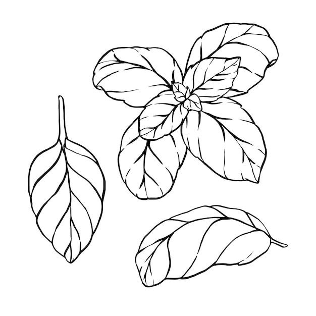 Вектор Ручно нарисованный черно-белый набор листьев базилика векторная иллюстрация элементы в графическом стиле этикетка наклейки меню упаковка гравированная стильная иллюстрация