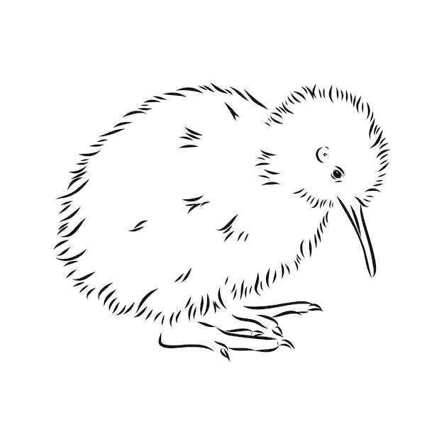 Hand drawn, sketch, cartoon illustration of kiwi kiwi bird, vector sketch illustration