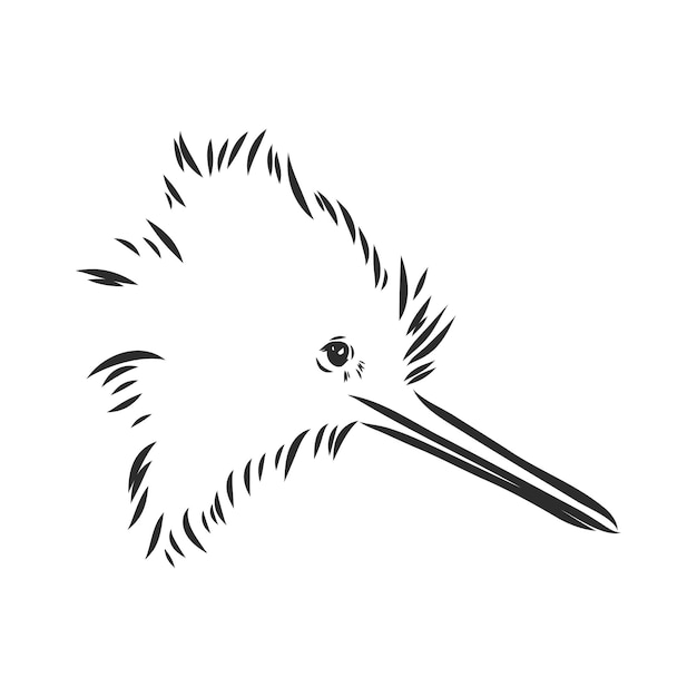 Hand drawn, sketch, cartoon illustration of kiwi kiwi bird vector sketch