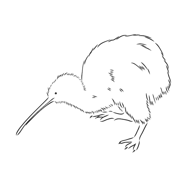 Hand drawn, sketch, cartoon illustration of kiwi. kiwi bird vector sketch