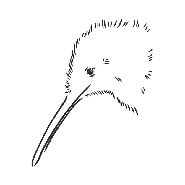 Vector hand drawn, sketch, cartoon illustration of kiwi. kiwi bird vector sketch