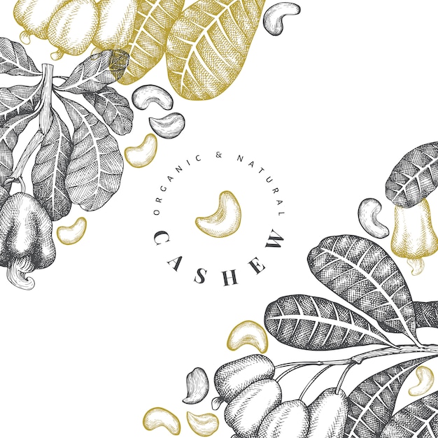 Vector hand drawn sketch cashew design vintage nut illustration.