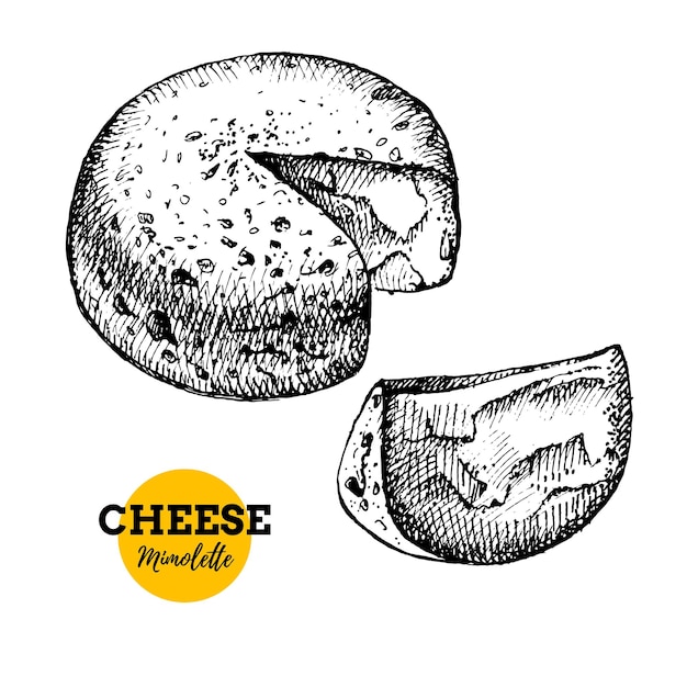 Sketch a mano di formaggio mimolette sfondo illustrazione vettoriale di alimenti a base di latte naturale