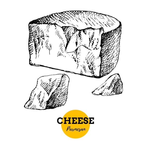 Vector hand drawn sketch cheese parmesan background vector illustration of natural milk foods