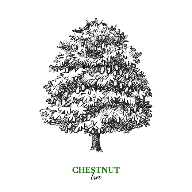 Hand drawn sketch chestnut tree illustration vector isolated vintage background