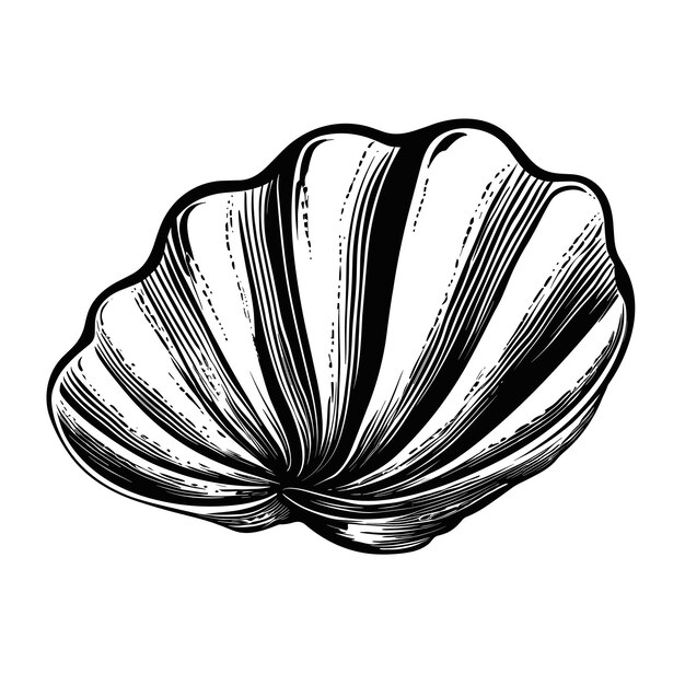 Vector hand drawn sketch clam illustration
