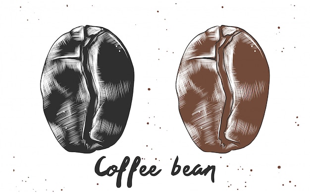 Hand drawn sketch of coffee bean