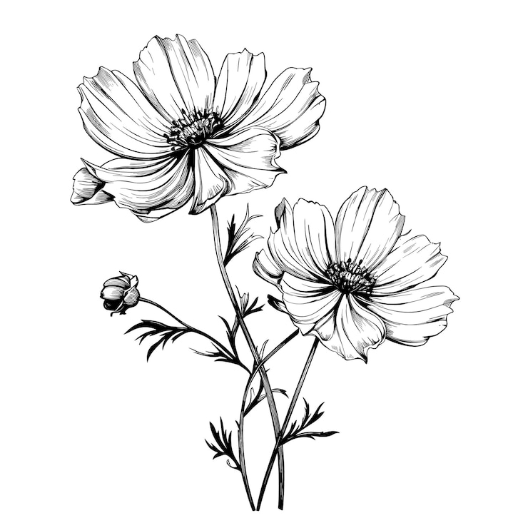 Vector hand drawn sketch cosmos flower illustration